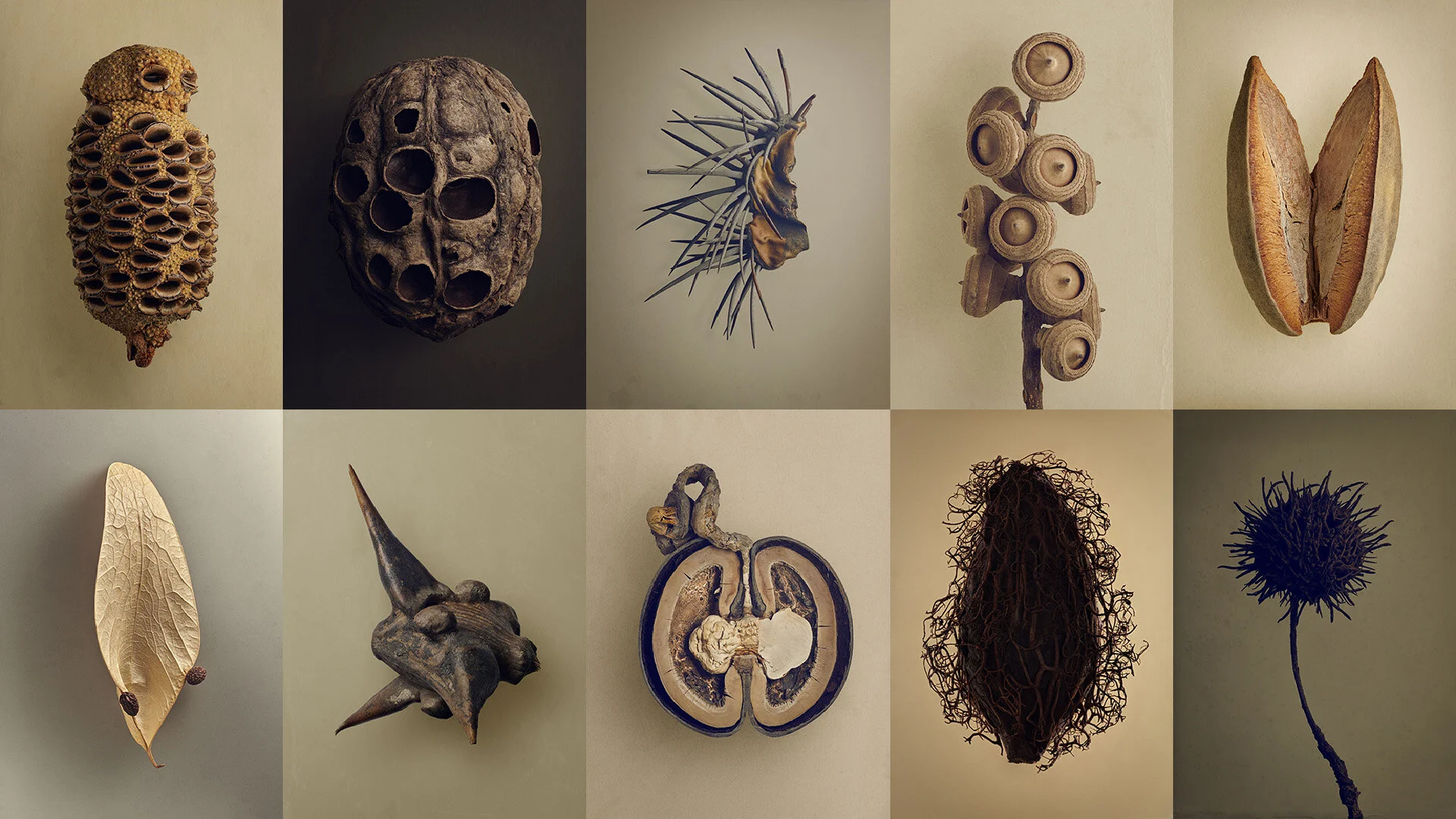 Exhibition Seeds and Fruits — UpOnWalls